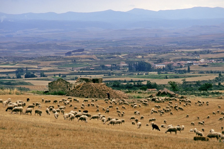  Rebaño de ovejas en Galbárruli. Agosto de 1997.